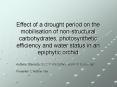 Effect of a drought period on the mobilisation of nonstructural carbohydrates, photosynthetic effici