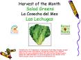 Harvest of the Month Salad Greens La Cosecha del Mes Las Lechugas