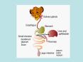 Gastrointestinal Tract of Poultry Simple Stomached