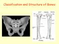 Classification and Structure of Bones