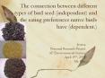 The connection between different types of bird seed independent and the eating preferences native bi