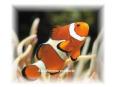 Clown Anemone Fish