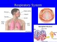 Respiratory System