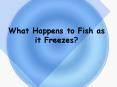 What Happens to Fish as it Freezes
