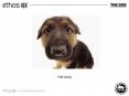 THE DOG