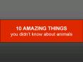 10 AMAZING Things you didnt know about animals