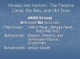 Viruses and Vectors: The Panama Canal, the Nile, and Old Tires