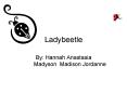 Ladybeetle