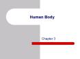 Human Body