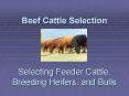 Beef Cattle Selection Selecting Feeder Cattle, Breeding Heifers, and Bulls