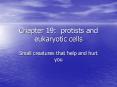 Chapter 19: protists and eukaryotic cells