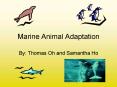 Marine Animal Adaptation