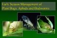 STINK BUG THRESHOLDS: EMPLOY AFTER 2% STINK BUG DAMAGED CONFIRMED IN BOLLWORM SCOUTING