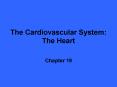 The Cardiovascular System: The Heart