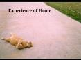 Experience of Home