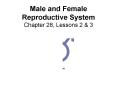 Male and Female Reproductive System Chapter 28, Lessons 2