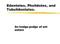 Edentates, Pholidotes, and Tubulidentates'