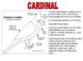 CARDINAL