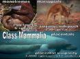 Class Mammalia