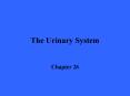 The Urinary System