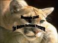 Mountain Lions