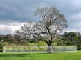 Parable of the Barren Fig Tree