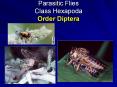 Parasitic Flies Class Hexapoda Order Diptera