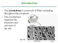 The cytoskeleton is a network of fibers extending throughout the cytoplasm'