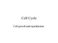 Cell Cycle