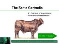 The Santa Gertrudis