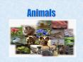 Animals