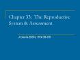 Chapter 33: The Reproductive System