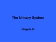 The Urinary System