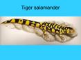 Tiger salamander
