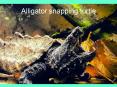 Alligator snapping turtle