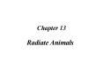 Radiate Animals