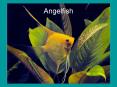 Angelfish