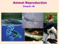 Animal Reproduction