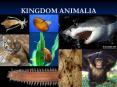 KINGDOM ANIMALIA