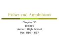 Fishes and Amphibians