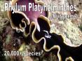 Phylum Platyhelminthes
