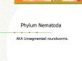 Phylum Nematoda