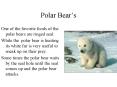 Polar Bears