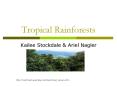 Tropical Rainforests
