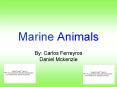 Marine Animals