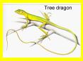 Tree dragon