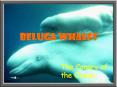 Beluga Whales