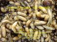 Insects, Diseases, and Animals