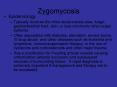 Zygomycosis