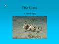 Fish Class